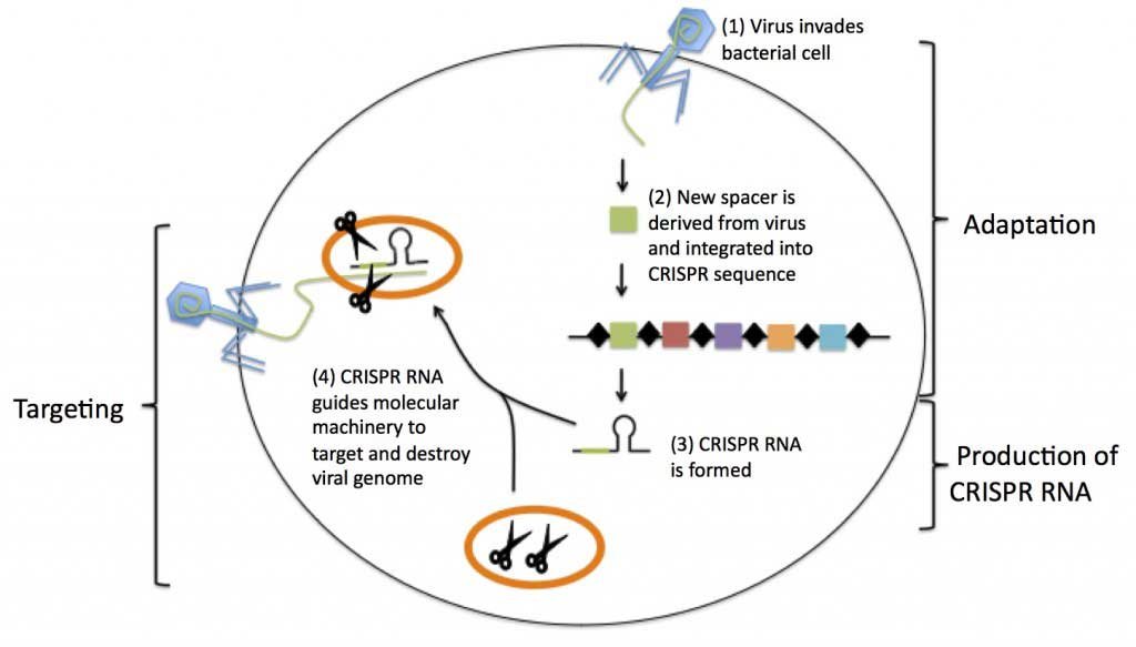 CRISPR-Genetic-Engineering-Fig-1