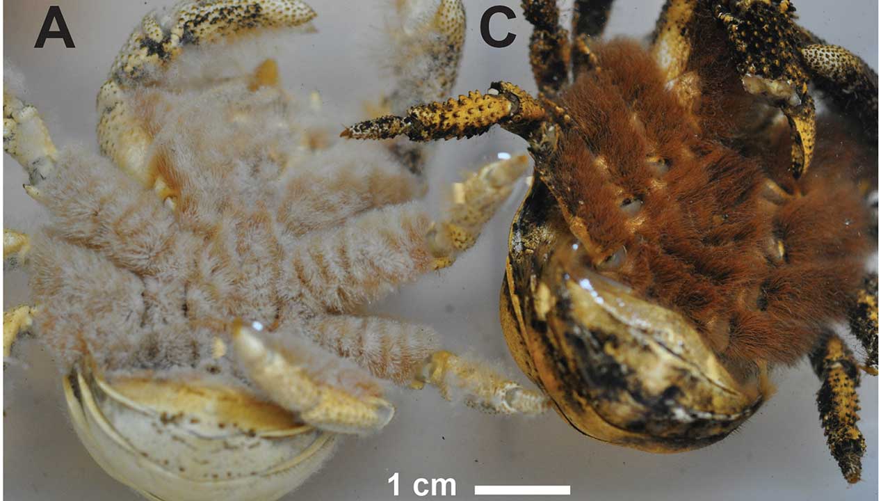 Boffins discovers Yeti crab at hydrothermal vent of East Scotia Ridge, Antarctica