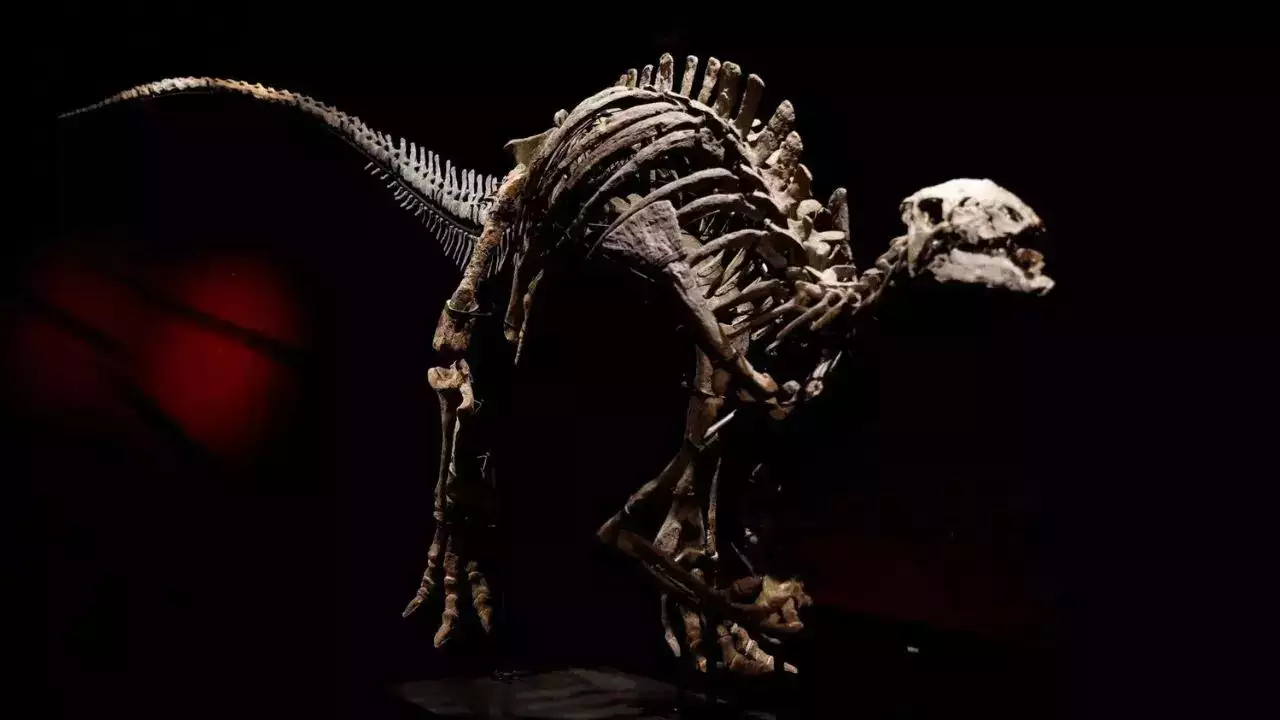 Rare Dinosaur Skeleton, Known as ‘Barry,’ Goes on Sale in Paris Auction